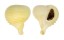 CORALLIOPHILIDAE RAPA RAPA shell