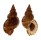 BURSIDAE BURSA GRANULARIS shell