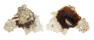 XENOPHORIDAE XENOPHORA CEREA TORRIDA shell