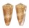 CONIDAE CONUS VICTOR shell