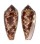 CONIDAE CONUS AUREUS shell