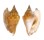 STROMBIDAE STROMBUS BULLA shell