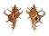 MURICIDAE CHICOREUS AXICORNIS shell