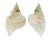 PERSONIDAE DISTORSIO DECIPIENS shell