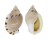 CASSIDAE CASMARIA PONDEROSA shell