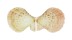 PECTINIDAE SEMIPALLIUM FULVICOSTATUM shell