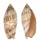 VOLUTIDAE AMORIA DAMONI shell