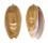 OLIVIDAE OLIVA BULBOSA shell