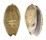 OLIVIDAE OLIVA BULBOSA shell