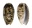 OLIVIDAE OLIVA BULBOSA FABAGINA shell
