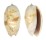 OLIVIDAE OLIVA BULBOSA shell