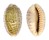 CYPRAEIDAE ERRONEA CHINENSIS VARIOLARIA shell