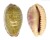 CYPRAEIDAE ERRONEA CHINENSIS VARIOLARIA shell