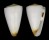 CONIDAE CONUS REDUCTASPIRALIS shell