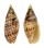 MITRIDAE MITRA CARDINALIS shell