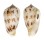 CONIDAE CONUS BALABACENSIS shell