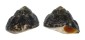 TROCHIDAE OMPHLIUS RUSTICUS shell