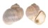NATICIDAE NATICA COLLARIA shell