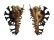MURICIDAE HOMALOCANTHA cf. VICDANI shell