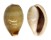 CYPRAEIDAE CYPRAEA VITELLUS shell