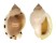 CASSIDAE CASMARIA PONDEROSA shell