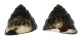 TROCHIDAE OMPHLIUS PFEIFFERI shell