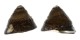 TROCHIDAE OMPHLIUS PFEIFFERI shell