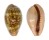 CYPRAEIDAE ZONARIA PETITIANA shell