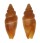 MITRIDAE VEXILLUM FUNEREUM shell