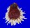 SPONDYLIDAE SPONDYLUS VARIANS shell