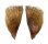 PINNIDAE PINNA SACCATA shell