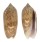 OLIVIDAE OLIVA FLAMMULATA shell