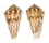 CONIDAE CONUS SULCOCASTANEUS shell