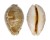 CYPRAEIDAE LEPOCYPRAEA MAPPA GEOGRAPHICA MARESINICA shell