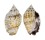 STROMBIDAE STROMBUS PIPUS shell