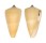 CONIDAE CONUS QUERCINUS shell