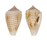 CONIDAE CONUS BOETICUS  shell