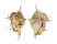 STROMBIDAE LAMBIS LAMBIS shell