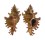 MURICIDAE CHICOREUS SAULII shell