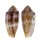 CONIDAE CONUS CIRCUMCISUS shell