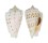 STROMBIDAE STROMBUS DECORUS shell