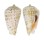 STROMBIDAE STROMBUS DECORUS shell