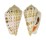 STROMBIDAE STROMBUS DECORUS shell