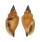 STROMBIDAE STROMBUS URCEUS shell