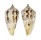 CONIDAE CONUS JANUS shell
