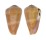 CONIDAE CONUS LOHRI shell