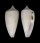CONIDAE CONUS OISHII shell