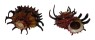 ANGARIIDAE ANGARIA POPPEI shell