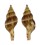 FASCIOLARIIDAE LATIRUS STAMINATUS shell