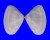 DONACIDAE DONAX DELTOIDES shell